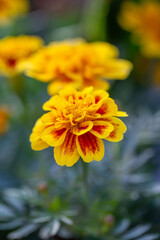 Obraz premium Yellow marigolds flowers on a green background on a summer sunny day macro photography. Blooming tagetes flower with yellow petals in summer, close-up photo. 