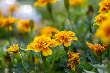 Yellow marigolds flowers on a green background on a summer sunny day macro photography. Blooming tagetes flower with yellow petals in summer, close-up photo.	
