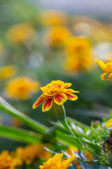 Yellow marigolds flowers on a green background on a summer sunny day macro photography. Blooming tagetes flower with yellow petals in summer, close-up photo.	