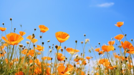 Obraz premium petals orange and blue background