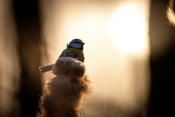 Sikorka portret bokeh zółte tło na gałązce  © Adrian