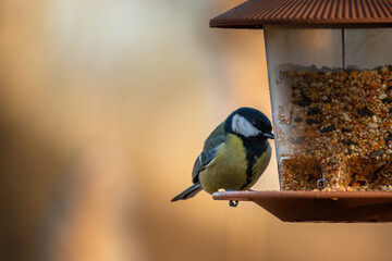Sikorka portret bokeh zółte tło na gałązce 