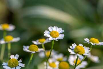 Fototapeta premium Blooming daisy flowers on a summer sunny day macro photo. Wildflowers with white petals in the meadow close-up photo. Blossom daisies in springtime floral background.