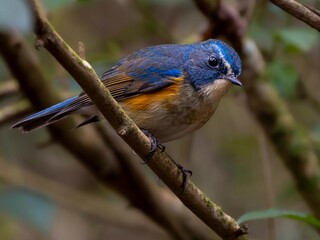 森の暗い藪の中で周りを見渡しているルリビタキの雄