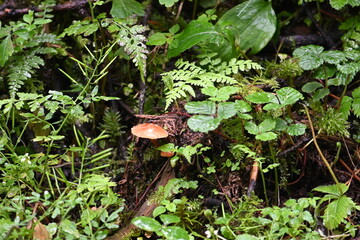 Some interesting mushrooms peaking through the lush vegetation in the mountains outside of the city of Lijiang in Yunnan province of China