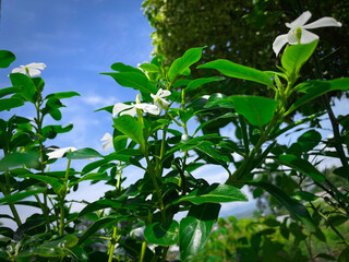 green leaves and blue sky