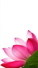 Fototapeta premium Pink Lotus Flower Blossom Closeup Isolated White