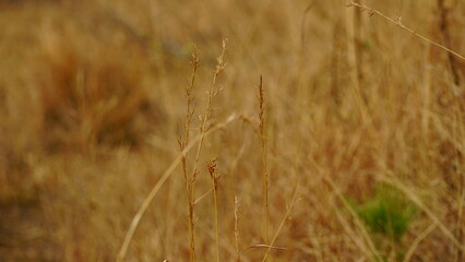 Fototapeta premium natural flower background sunny day