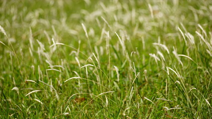 natural flower background sunny day