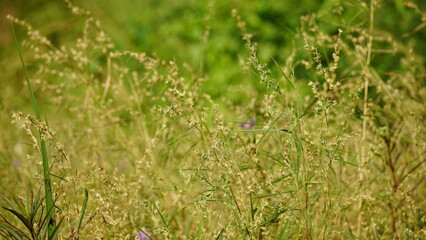 natural flower background sunny day
