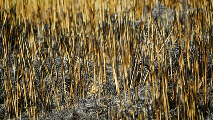 natural flower background sunny day