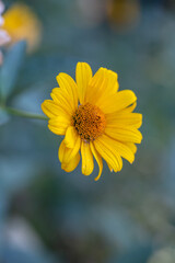 Blooming false sunflower on a green background on a summer sunny day macro photography. Garden rough oxeye flower with yellow petals in summertime, close-up photo. Orange heliopsis floral background.