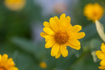 Blooming false sunflower on a green background on a summer sunny day macro photography. Garden rough oxeye flower with yellow petals in summertime, close-up photo. Orange heliopsis floral background.