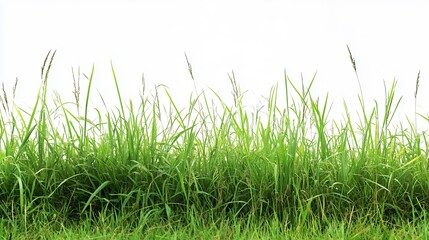 Fototapeta premium Lush Green Grass Blades Isolated on White Background Perfect for Nature Designs and Spring Themes
