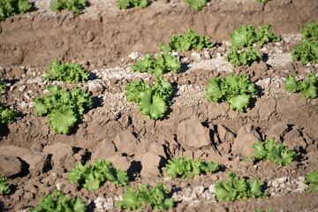 Yuma Arizona USA lettuce crops that supplies 90% of the United States lettuce from Oct to Mar.