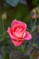 Blooming pink rose flower macro photography on a sunny summer day. Garden rose with pink petals close-up photo in the summertime. Tender rosa floral background.