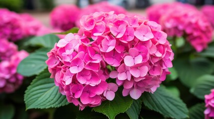 Obraz premium azalea pink plants