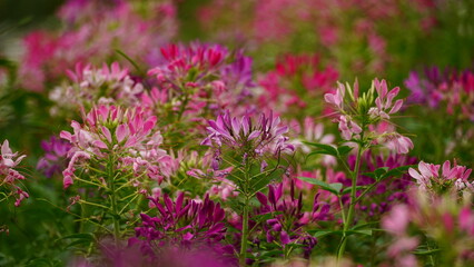 wild natural flower background