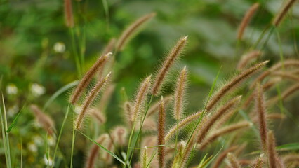 wild natural flower background