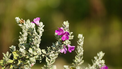 wild natural flower background