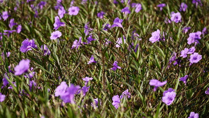 wild natural flower background