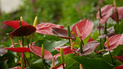wild natural flower background