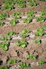 Yuma Arizona USA lettuce crops that supplies 90% of the United States lettuce from Oct to Mar.