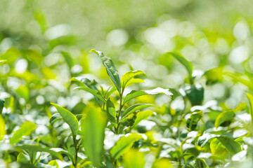 日本の茶畑の茶葉のクローズアップ