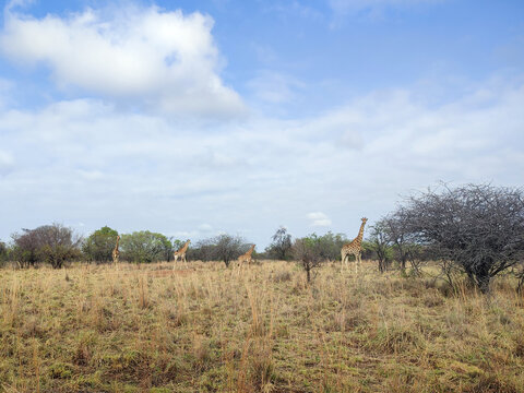 Adama Chalets in Dinokeng game reserve close to Pretoria, South Africa