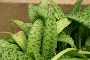 Close-up of green leaves of Leopard lily