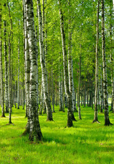 Obraz premium Birch trees in spring