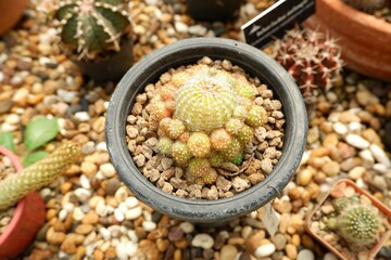 Close-up of cactus in a pot