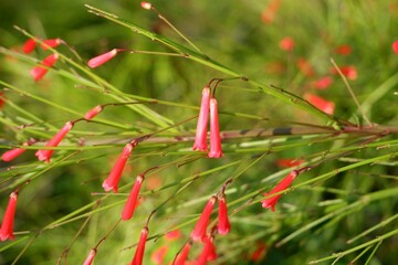 Close-up of red in a park flowers in a park