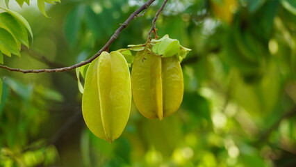 Close-up of Averrhoa carambola fruit on natural background