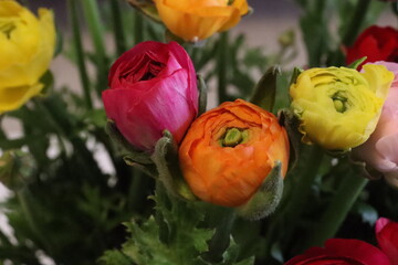 Close-up of vibrant yellow, orange, and pink ranunculus flowers. Floral beauty.

