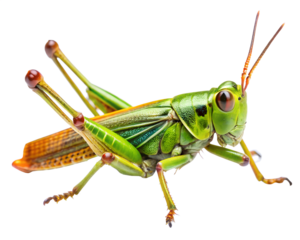 grasshopper on a white background