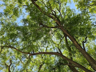 Looking up at a lush tree canopy with green leaves and branches against a blue sky, capturing the beauty and tranquility of nature.