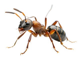 ant isolated on white background