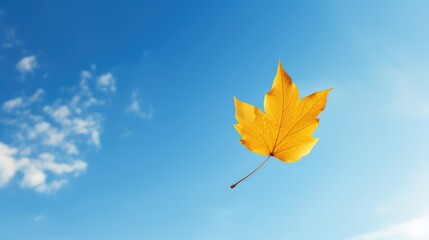 Obraz premium tree leaf fall isolated