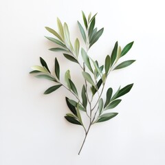 Fototapeta premium Fresh olive branch sprigs