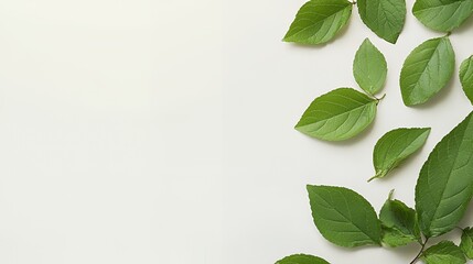 Green Leaves on White Background