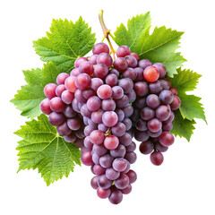 Fototapeta premium bunch of grapes