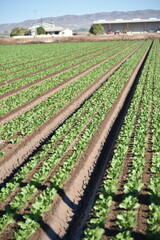 Yuma Arizona USA lettuce crops that supplies 90% of the United States lettuce from Oct to Mar.