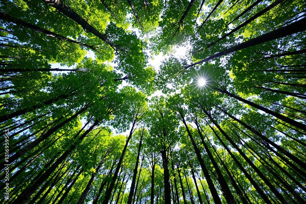 Poster view of tall green trees from below with sunlight peeking through the branches.