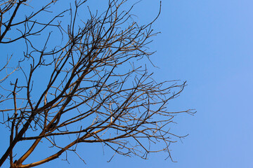 Many branches, no leaves, and a bright blue sky.