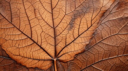 Obraz premium design leaf stamp