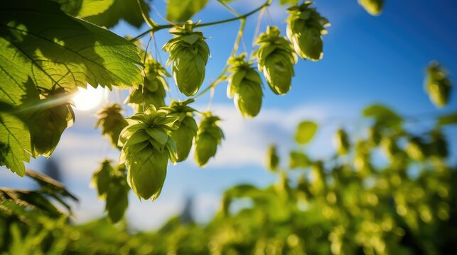 lupulin hop plants