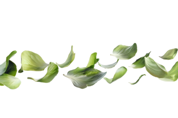 flower petals flying isolated on transparent background