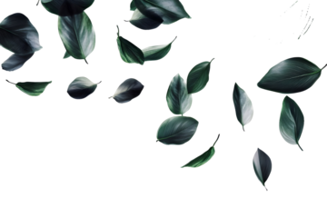 flower petals flying isolated on transparent background