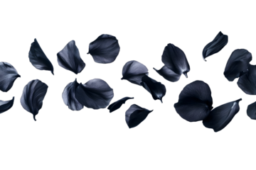 flower petals flying isolated on transparent background